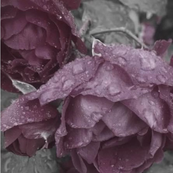 Meet your Posher, Mandy - Picture 1 of 1